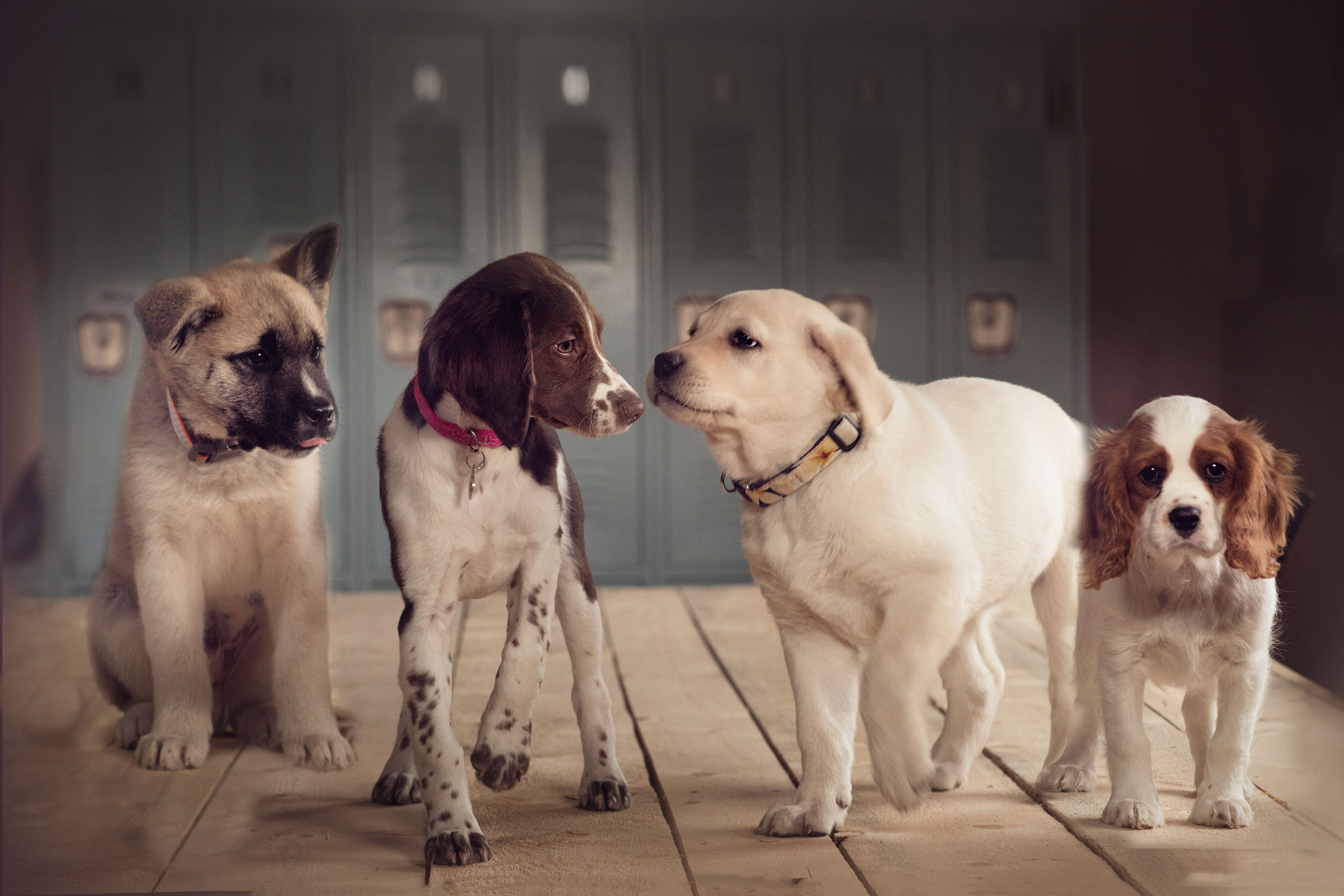 4 puppies sitting down inside - Profit Sharing | Boulder Vet Clinic