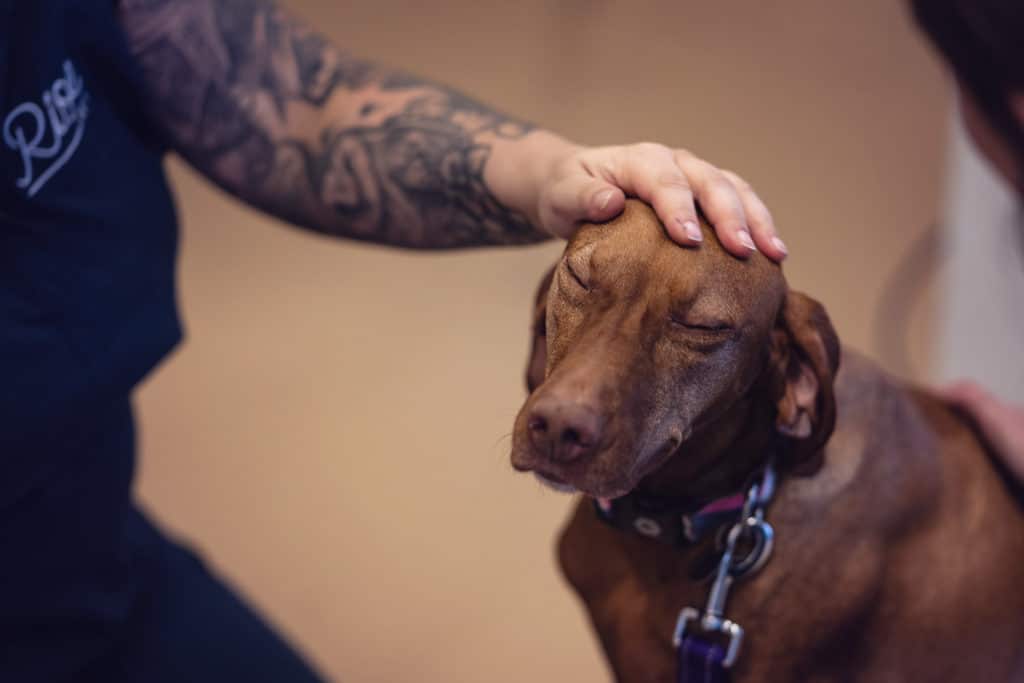 vet technician petting dogs head rise vet boulder veterinary clinic