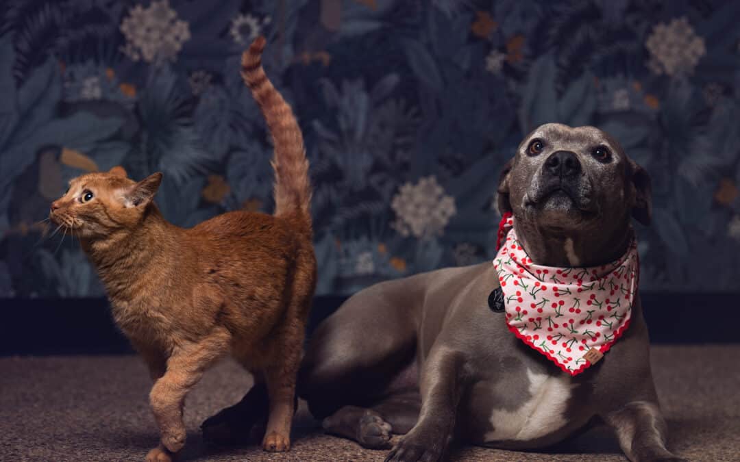 Dog Gut Health, Cat Cancer, Stupid Ticks (again), and Swear Word Stickers