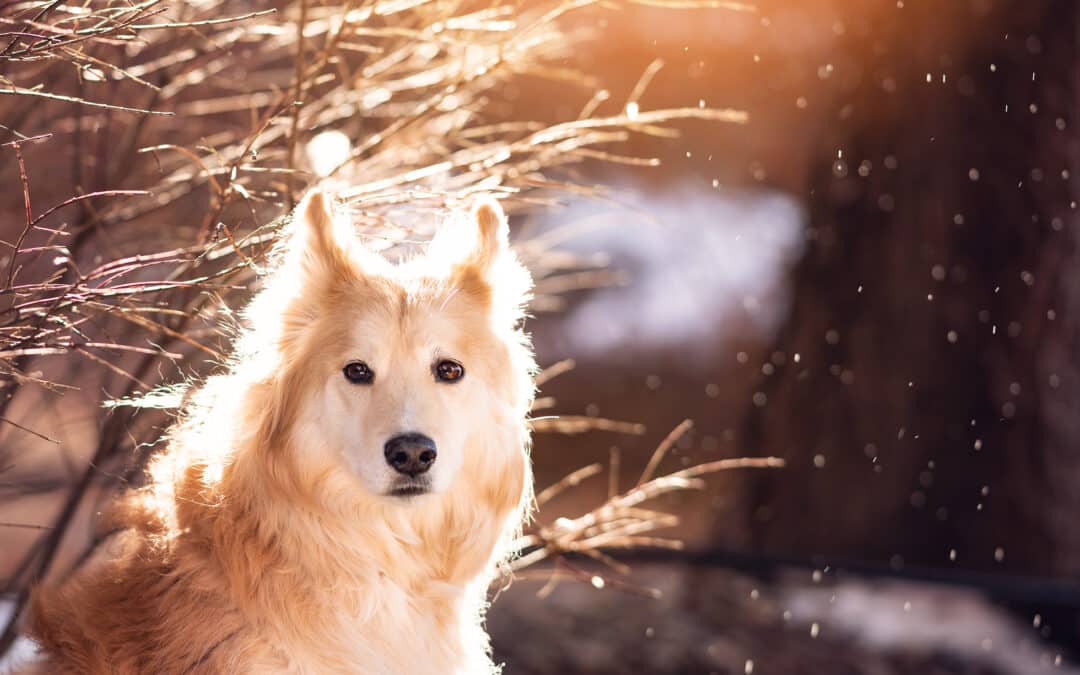 Canine Hormone Replacement Therapy